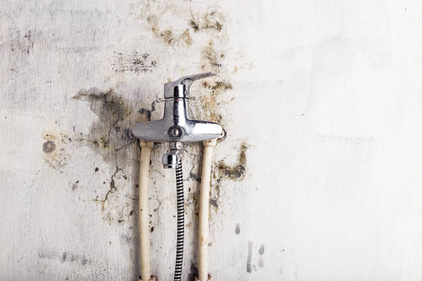 Best Professional Mold Removal  in Blackville, SC