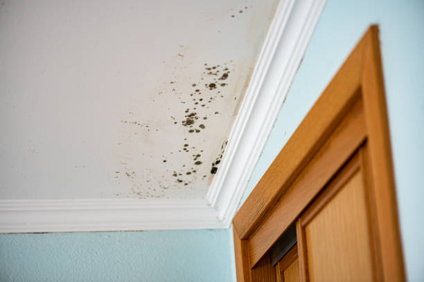 Best Mold Damage Repair  in Blackville, SC