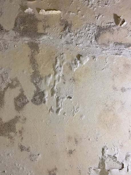 Best Emergency Mold Removal  in Blackville, SC