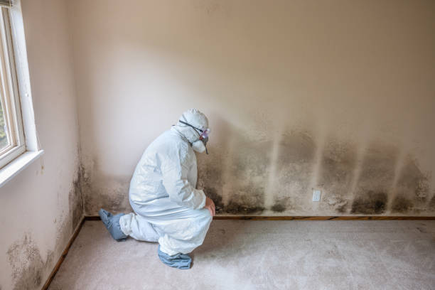 Best Attic Mold Removal  in Blackville, SC
