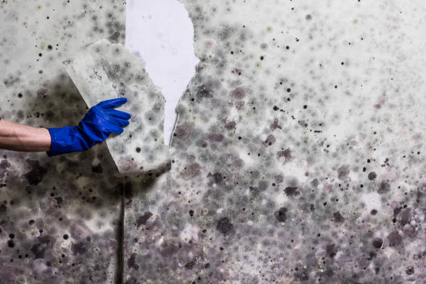 Professional Mold Removal in Blackville, SC